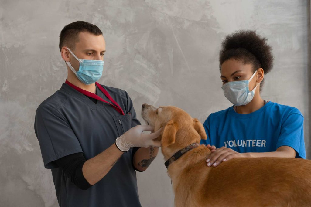 Vet looking at dog