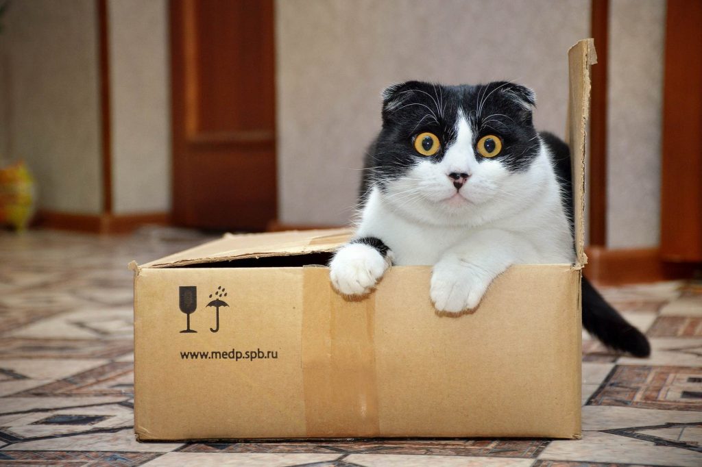 Cat Moving House