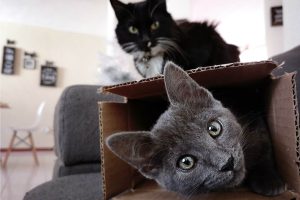 Read more about the article  A Helpful Guide to Moving House with a Cat