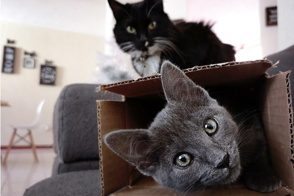 Cat Cardboard Box