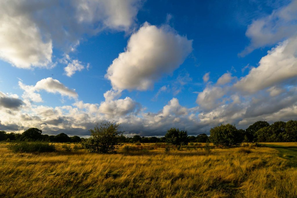 Epping forest in London